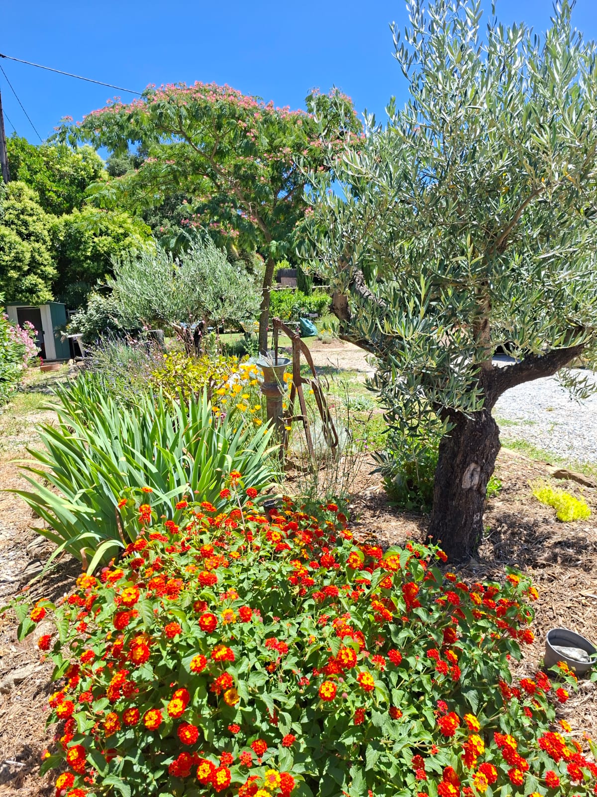 Jardin fleuri gîtes et chambres d'hôtes — Albères, Pyrénées-Orientales, Villelongue-dels-Monts